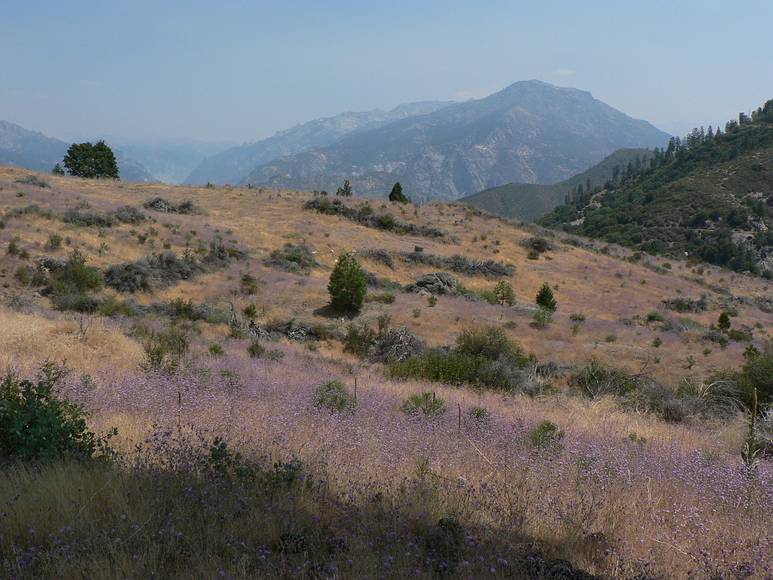 August 15, 2007 - Sequoia National Forest, California.<br />Between Ten Mile Creek and Hume Lake Road.