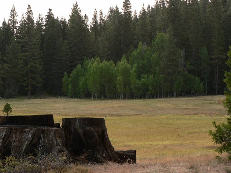 August 16. 2007 - Princess Campground, Sequoia National Forest, California.<br />View along paths bordering the meadow at one end of the campground.<br />The stumps were sequoias cut in the early 1900s  before the land became a national forest.