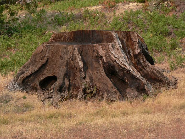 August 16. 2007 - Princess Campground, Sequoia National Forest, California.<br />View along paths bordering the meadow at one end of the campground.