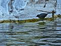August 17, 2007 - At Marble Falls, Sequoia National Park, California.<br />A dipper.
