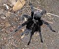 August 17, 2007 - Marble Falls Trail, Sequoia National Park, California.<br />On the way down, at dusk, I spotted this tarantula in the middle of the trail.<br />We hike the remaining hour in complete darkness using our flashlight and headlamp.