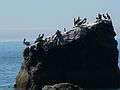 August 19, 2007 - Jenner, California.<br />Views from Jenner Beach.<br />Pelicans and cormorants.