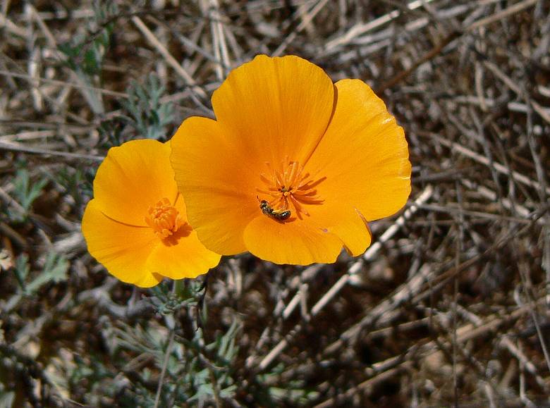 August 19, 2007 - About 2.5 - 3.0 miles (as the crow flies) northwest of Jenner, California.<br />California poppies (California's state flower).