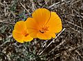 August 19, 2007 - About 2.5 - 3.0 miles (as the crow flies) northwest of Jenner, California.<br />California poppies (California's state flower).