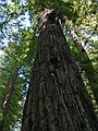 August 22, 2007 - Armstrong Redwoods State Reserve, Guerneville, California.<br />Colonel Armstrong coastal redwood, the oldest tree in the park at 1400 years.<br />This is the only grove of redwoods that Joyce got to see on this trip after her release.
