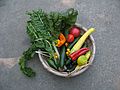 Sept. 2, 2007 - Lawrence, Massachusetts.<br />Vegetables out of Paul's organic garden.