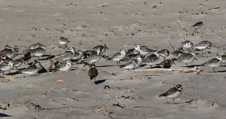 Sept. 18, 2007 - Sandy Point State Reservation, Plum Island, Massachusetts.<br />Mostly sanderlings with a few semipalmated plovers thrown in.