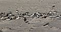 Sept. 18, 2007 - Sandy Point State Reservation, Plum Island, Massachusetts.<br />Mostly sandelings with a few semipalmated plovers thrown in.
