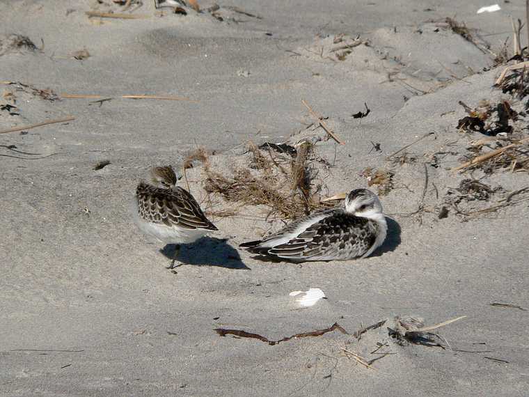 Sept. 18, 2007 - Sandy Point State Reservation, Plum Island, Massachusetts.<br />Sanderlings at rest.