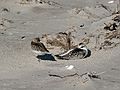 Sept. 18, 2007 - Sandy Point State Reservation, Plum Island, Massachusetts.<br />Sanderlings at rest.