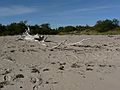 Sept. 18, 2007 - Sandy Point State Reservation, Plum Island, Massachusetts.<br />The tree I've taken so many pictures has now been pruned.