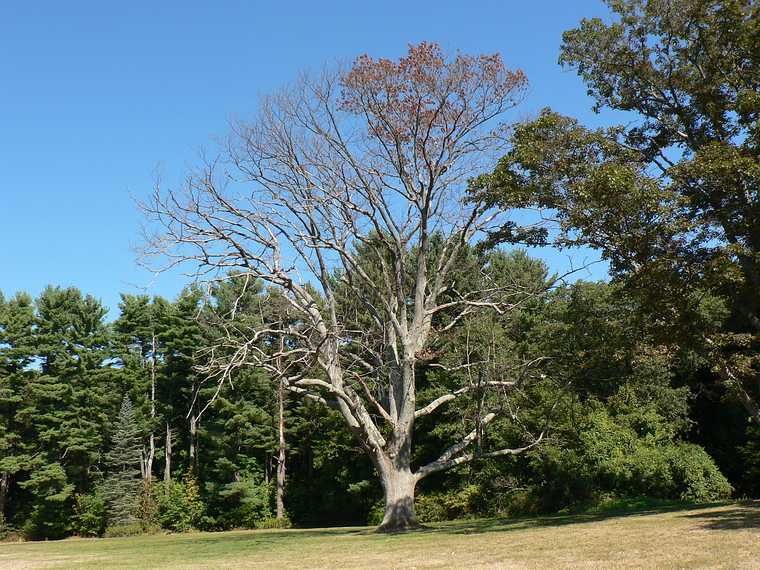Sept. 20, 2007 - Maudslay State Park, Newburyport, Massachusetts.<br />Dying tree, oft photographed. scheduled to be removed.