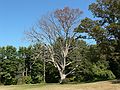 Sept. 20, 2007 - Maudslay State Park, Newburyport, Massachusetts.<br />Dying tree, oft photographed. scheduled to be removed.