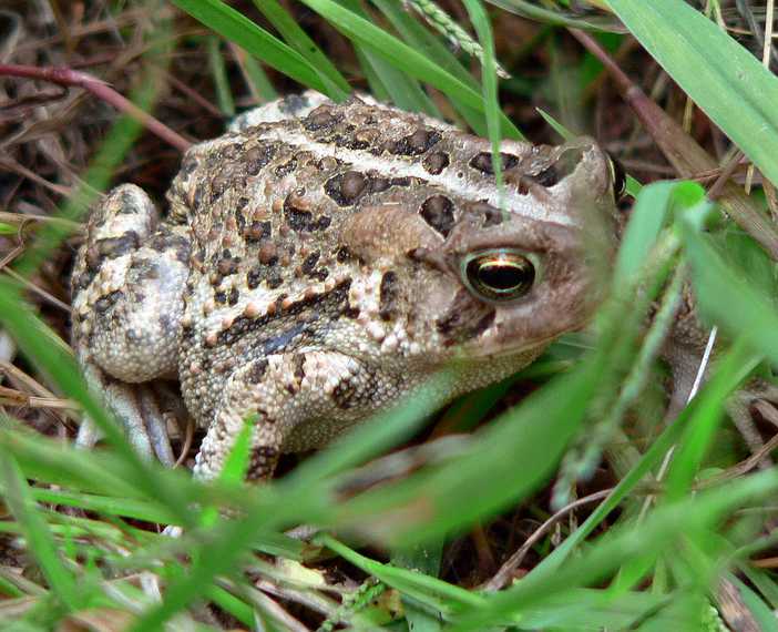 Sept. 20, 2007 - Maudslay State Park, Newburyport, Massachusetts.<br />A toad.