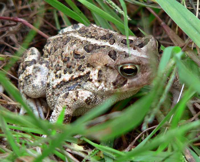 Sept. 20, 2007 - Maudslay State Park, Newburyport, Massachusetts.<br />A toad.