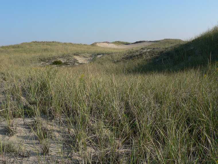 Sept. 21, 2007 - Parker River National Wildlife Refuge, Plum Island, Massachusetts.<br />Beach grass covered dunes as seen from boardwalk off parking lot # 5.