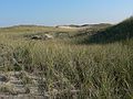 Sept. 21, 2007 - Parker River National Wildlife Refuge, Plum Island, Massachusetts.<br />Beach grass covered dunes as seen from boardwalk off parking lot # 5.