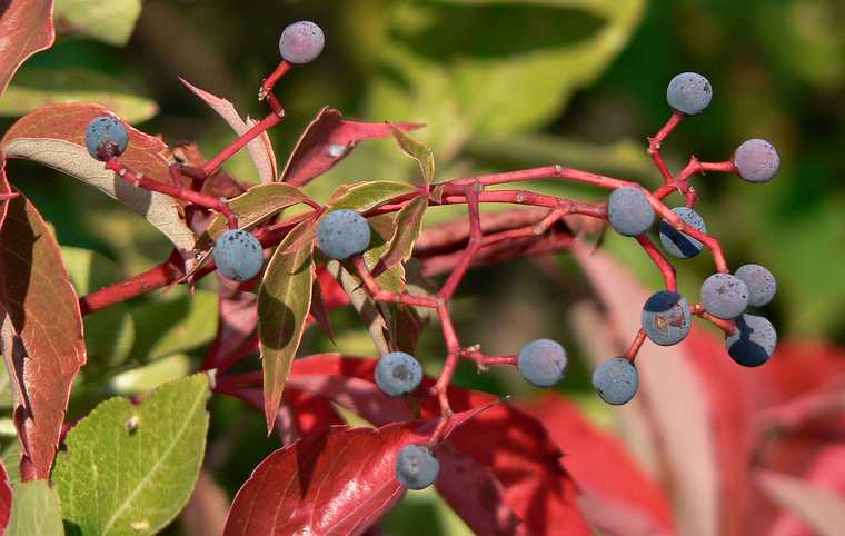 Sept. 21, 2007 - Parker River National Wildlife Refuge, Plum Island, Massachusetts.<br />Pines Trail area.<br />Virginia creeper berries.