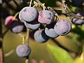 Sept. 21, 2007 - Parker River National Wildlife Refuge, Plum Island, Massachusetts.<br />Pines Trail area.<br />Wild beach plums after which the island is named.