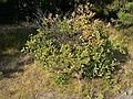 Sept. 21, 2007 - Parker River National Wildlife Refuge, Plum Island, Massachusetts.<br />Pines Trail area.<br />Beach plum bush.