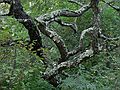 Sept. 21, 2007 - Parker River National Wildlife Refuge, Plum Island, Massachusetts.<br />Pines Trail area.