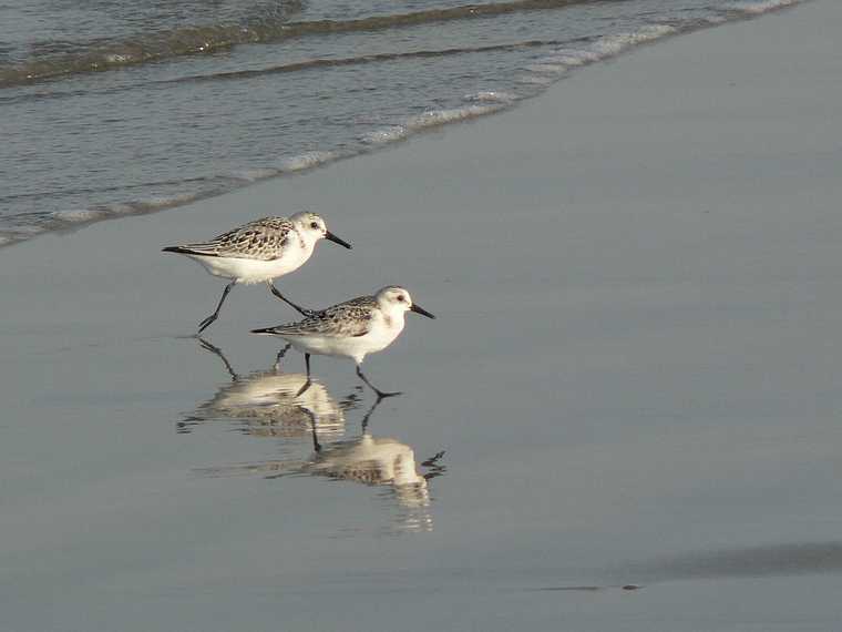 Sept. 21, 2007 - Parker River National Wildlife Refuge, Plum Island, Massachusetts.<br />Beach off parking lot # 6.<br />Sanderlings in step.