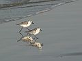 Sept. 21, 2007 - Parker River National Wildlife Refuge, Plum Island, Massachusetts.<br />Beach off parking lot # 6.<br />Sanderlings in step.