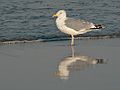 Sept. 21, 2007 - Parker River National Wildlife Refuge, Plum Island, Massachusetts.<br />Beach off parking lot # 6.<br />Herring gull.