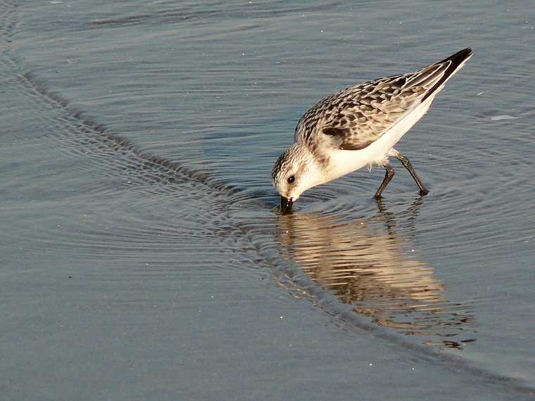 Sept. 21, 2007 - Parker River National Wildlife Refuge, Plum Island, Massachusetts.<br />Beach off parking lot # 6.<br />A young sanderling feeding.