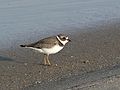 Sept. 21, 2007 - Parker River National Wildlife Refuge, Plum Island, Massachusetts.<br />Beach off parking lot # 6.<br />Semipalmated plover.