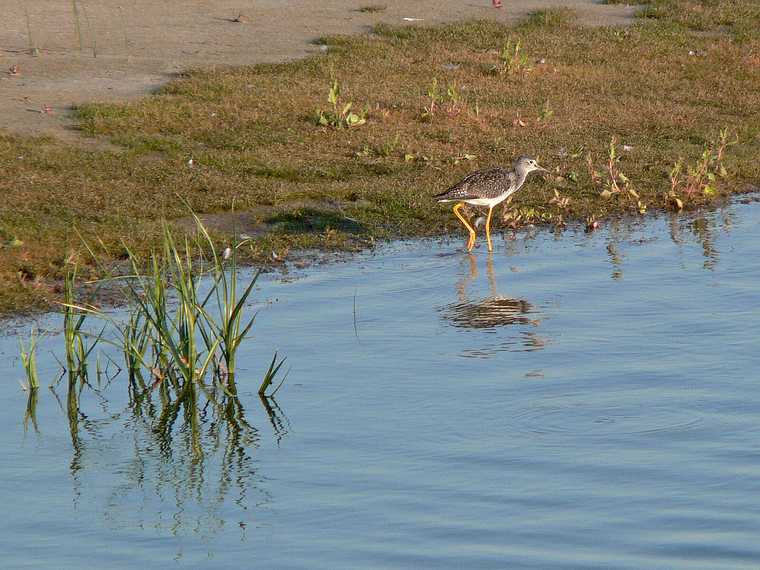 Sept. 21, 2007 - Parker River National Wildlife Refuge, Plum Island, Massachusetts.<br />View from Stage Island Pond Overlook.<br />Lesser yellowlegs.