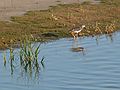 Sept. 21, 2007 - Parker River National Wildlife Refuge, Plum Island, Massachusetts.<br />View from Stage Island Pond Overlook.<br />Lesser yellowlegs.