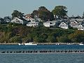 Sept. 25, 2007 - Sandy Point State Reservation, Plum Island, Massachusetts.A raft of cormorants in Plum Island Sound.