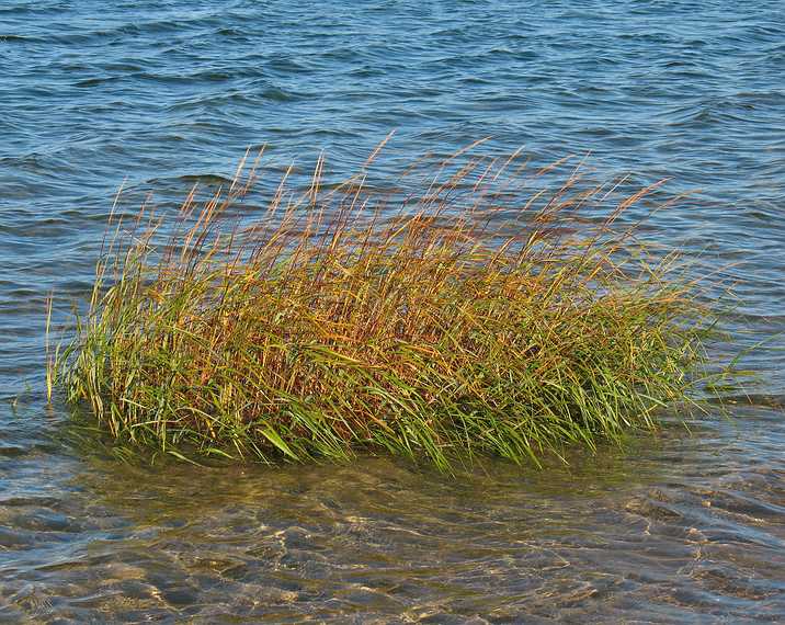 Sept. 25, 2007 - Sandy Point State Reservation, Plum Island, Massachusetts.<br />More spartina wading in the water.