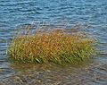 Sept. 25, 2007 - Sandy Point State Reservation, Plum Island, Massachusetts.<br />More spartina wading in the water.