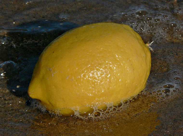 Sept. 25, 2007 - Sandy Point State Reservation, Plum Island, Massachusetts.<br />A lemon adrift.