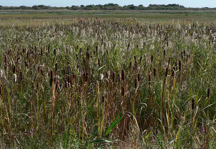 Sept. 25, 2007 - Sandy Point State Reservation, Plum Island, Massachusetts.<br />Some cattails have not yet been taken over by phragmites.