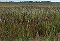 Sept. 25, 2007 - Sandy Point State Reservation, Plum Island, Massachusetts.<br />Some cattails have not yet been taken over by phragmites.