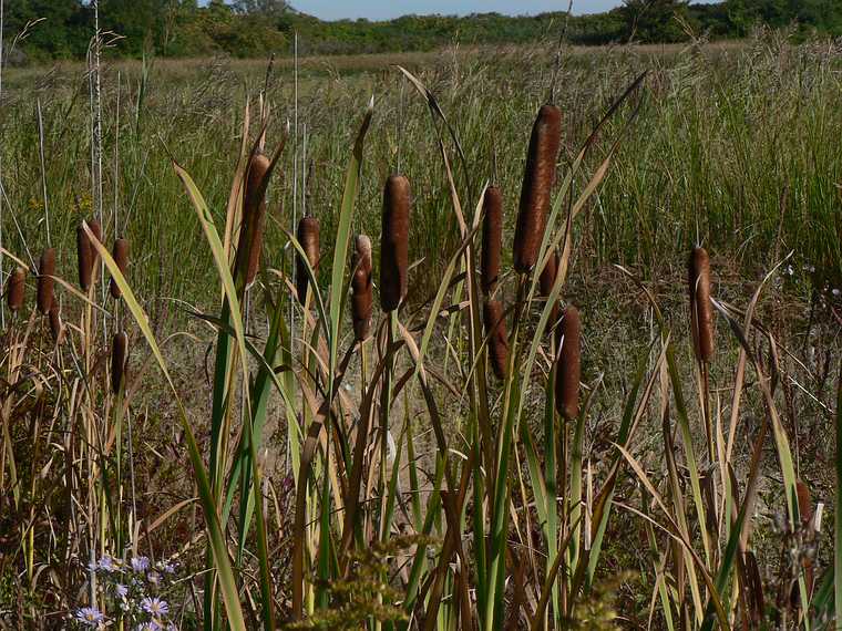 Sept. 25, 2007 - Sandy Point State Reservation, Plum Island, Massachusetts.<br />Some cattails have not yet been taken over by phragmites.
