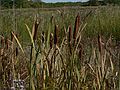 Sept. 25, 2007 - Sandy Point State Reservation, Plum Island, Massachusetts.<br />Some cattails have not yet been taken over by phragmites.