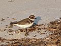 October 5, 2007 - Sandy Point State Reservation, Plum Island, Massachusetts.<br />Semipalmated plover.
