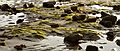 October 9, 2007 - Sandy Point State Reservation, Plum Island, Massachusetts.