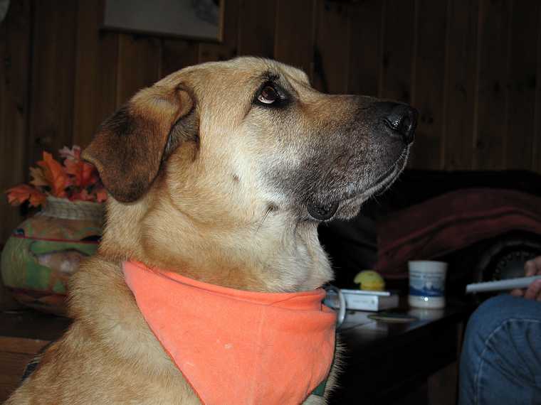Oct. 14, 2007 - Campton, New Hamshire.<br />At Bill and Carol Hoyt's log cabin.<br />The Halloran's dog, Mackie, with his hunting season neckwear.