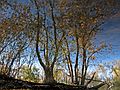 October 16, 2007 - Ipswich River Wildlife Sanctuary, Topsfield, Massachusetts.<br />Reflections.