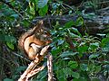 October 16, 2007 - Ipswich River Wildlife Sanctuary, Topsfield, Massachusetts.<br />Red squirrel.