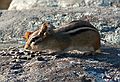 October 16, 2007 - Ipswich River Wildlife Sanctuary, Topsfield, Massachusetts.<br />Chipmunk.