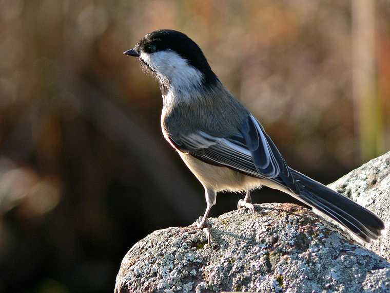 October 16, 2007 - Ipswich River Wildlife Sanctuary, Topsfield, Massachusetts.<br />Chickadee.