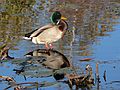 October 16, 2007 - Ipswich River Wildlife Sanctuary, Topsfield, Massachusetts.<br />Mallard.