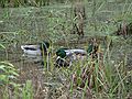 Mallards