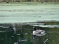 October 16, 2007 - Ipswich River Wildlife Sanctuary, Topsfield, Massachusetts.<br />Canada goose.